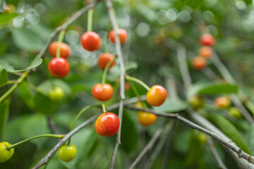 Obraz premium Unripe green cherries ripen on the tree in spring, shallow depth of field, green leafs background
