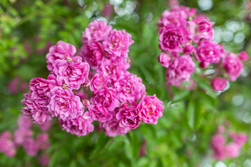 Pink roses. Beautiful fresh flowers. Small roses bouquet. Flowers background.