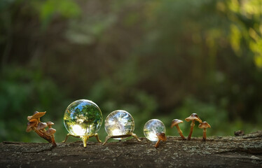 crystal balls in forest, abstract natural background. clear quartz gemstones for Magic Crystal...