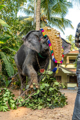 Fototapeta premium Elephant Kerala Festival