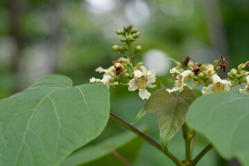 Yellow catalpa flowers