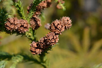 Japanese cedar branch with seed cones