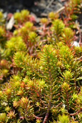Rock stonecrop Angelina leaves