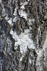 Common birch bark detail