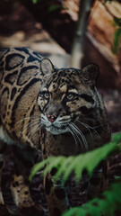 close up of a clouded leopard in the woods