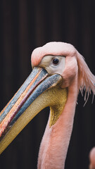 portrait of a pelican