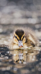 little duckling swimming in the water