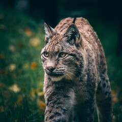 portrait of a stalking lynx