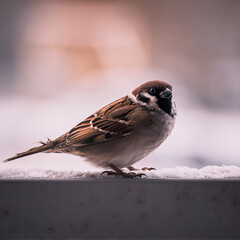 sparrow on a fence
