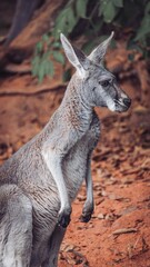 Fototapeta premium kangaroo on the red field