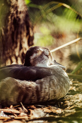 duck sleeping in the woods
