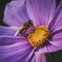 bee on flower close-up