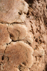 soil texture