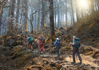 Group of tourists with backpacks walks along mountain path through beautiful forest during trek in Nepal.