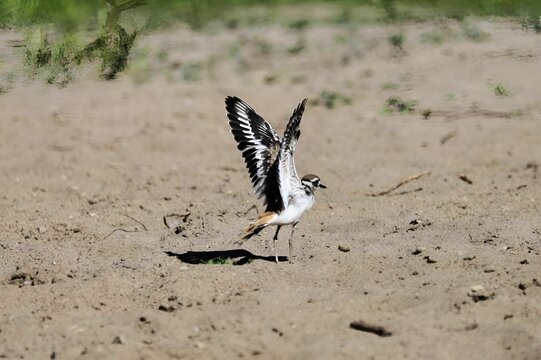 An image of a Killdeer stratching it's wings walking along the sandy shoreline.