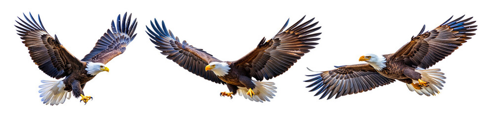 Fototapeta premium Eagle flying on isolated white background 