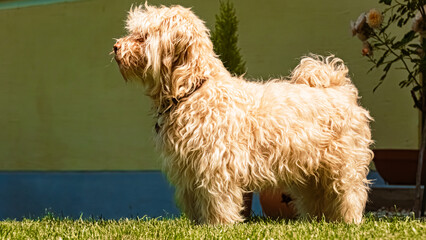 Cute Havanese dog portrait on a sunny summer day