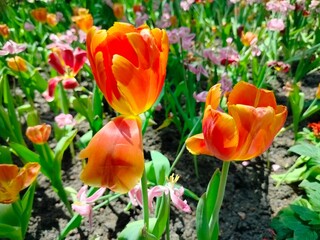 yellow and red tulips