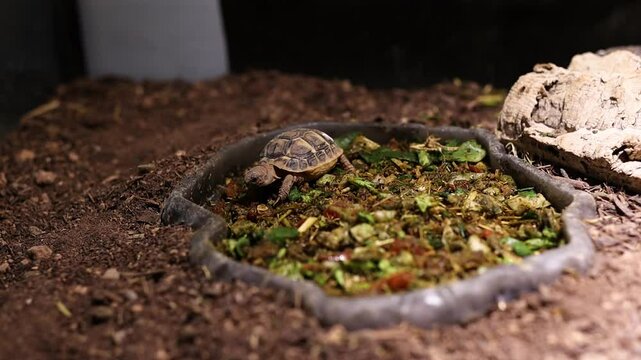 Baby Turtle in Zoological Garden. Young Small Creature with Tortoise Shell.
