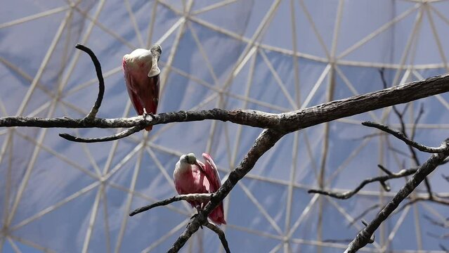 Roseate Spoonbill Perched on Tree in Zoological Park. Platalea Ajaja is a Gregarious Wading Bird of the Ibis and Spoonbill Family, Threskiornithidae.
