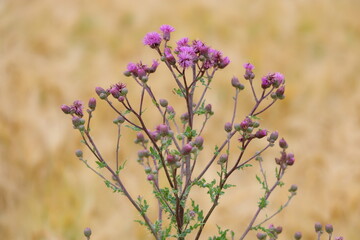 field of lavender