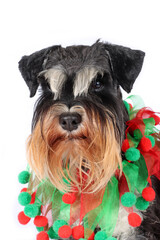 miniature Schnauzer with Christmas garland around the neck 