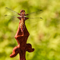Macro of Libellula depressa, broad-bodied chaser dragonfly, on a sunny summer day