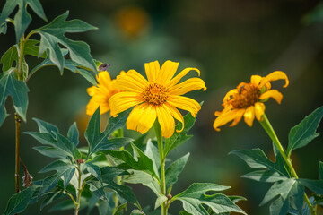Yellow flower on tree in Zambia