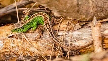 Lacerta agilis, sand lizard, on a sunny summer day