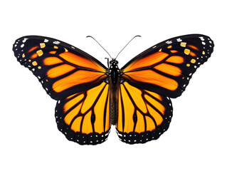 Fototapeta premium a close up of a butterfly