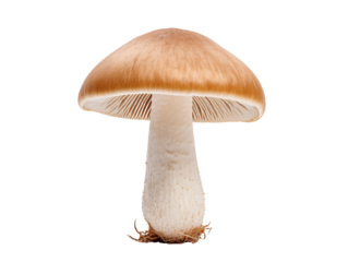 a mushroom with a brown cap