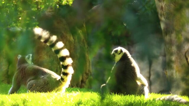 ring-tailed lemur (Lemur catta) is a large strepsirrhine primate and the most recognized lemur due to its long, black and white ringed tail. It belongs to Lemuridae.