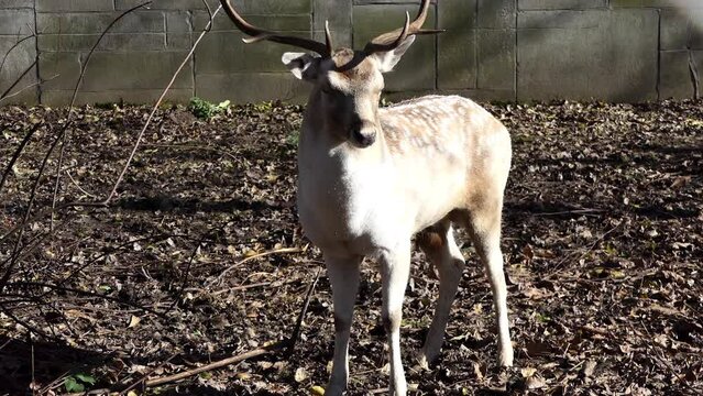 Reindeer (Rangifer tarandus), also known as the caribou in North America, is a species of deer with circumpolar distribution, native to Arctic, sub-Arctic, tundra, boreal, and mountainous regions.