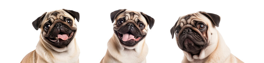 Fototapeta premium Cute animal png element set on transparent background