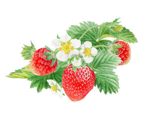 Red strawberry with white flowers bush handdrawn watercolor illustration. Food art, fresh botanical realistic painting. Summer sweet berry clipart for restaurant, cafe menu, farm goods, vegan products