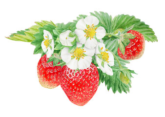 Red strawberry with white flowers bush handdrawn watercolor illustration. Food art, fresh botanical realistic painting. Summer sweet berry clipart for restaurant, cafe menu, farm goods, vegan products