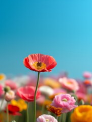 Obraz premium single pink ranunculus flower with blurred background in a field of colorful blooms.