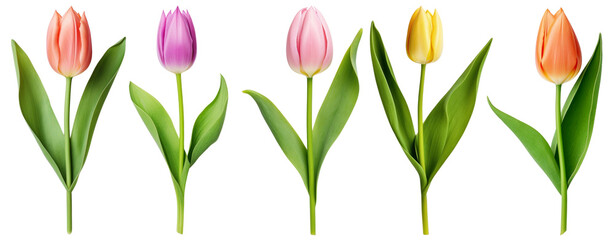 Obraz premium Tulip png on transparent background