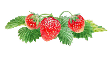 Red strawberry with white flowers bush handdrawn watercolor illustration. Food art, fresh botanical realistic painting. Summer sweet berry clipart for restaurant, cafe menu, farm goods, vegan products