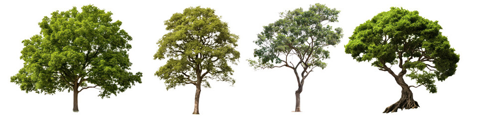 Tree nature png element set on transparent background