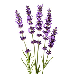 Naklejka premium lavender flowers isolated png transparent background