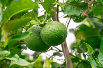 Bergamot fruit, Green limes on a tree Fresh lime citrus fruit high vitamin C in the garden farm agricultural with nature green blur background