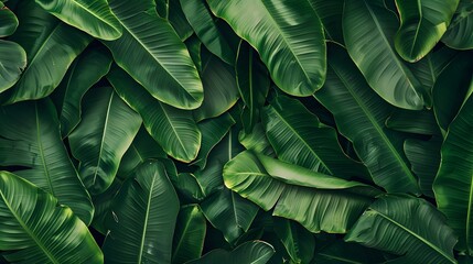 Fototapeta premium Green banana leaf background with copy specs for text. The leaves of the banana tree pattern. 