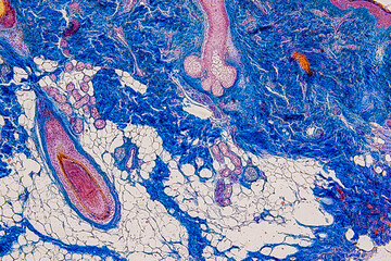 Backgrounds of Characteristics Tissue of Skin Human and Scalp human  under microscope.