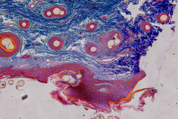 Backgrounds of Characteristics Tissue of Skin Human and Scalp human  under microscope.