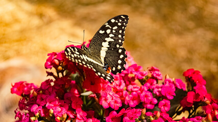 Macro of Papilio demodocus, citrus swallowtail, on a sunny summer day