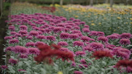 flowers grow in the greenhouse