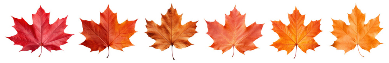 Fototapeta premium Maple leaf png element set on transparent background