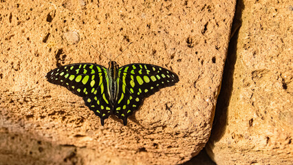 Macro of Siproeta stelenes, malachite butterfly, on a sunny summer day
