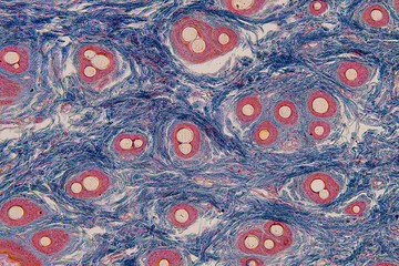 Backgrounds of Characteristics Tissue of Skin Human and Scalp human  under microscope.